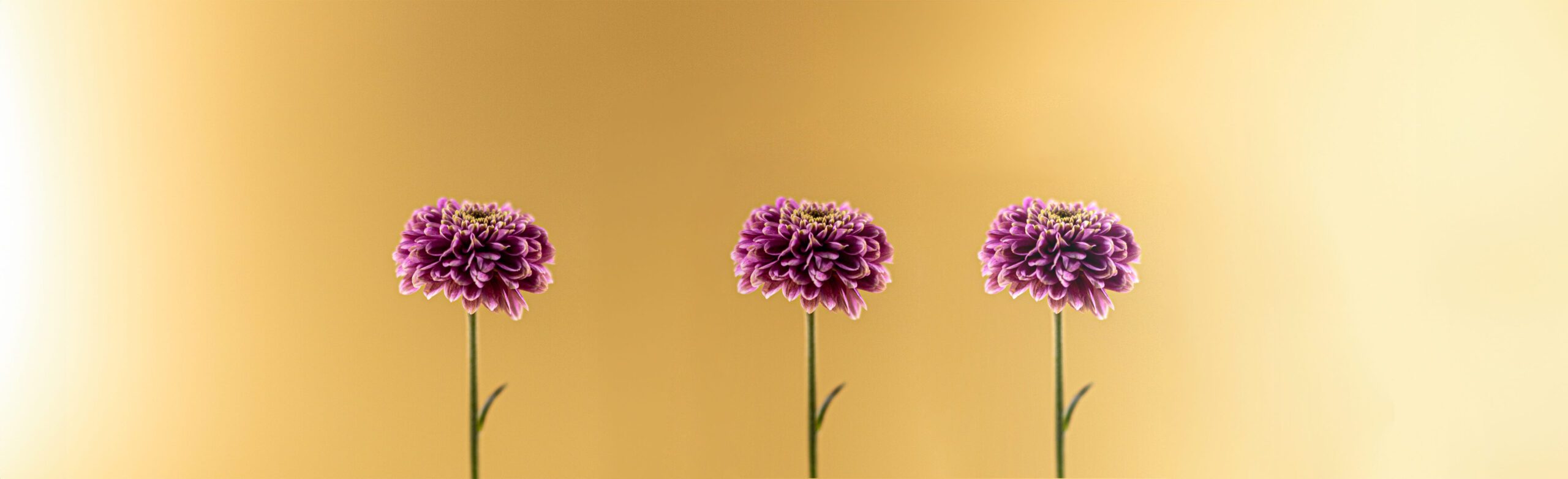 Drei gleichaussehende Blumen vor einem goldenen Hintergrund - willst du austauschbar sein? Individuelles Grafikdesign und Content Creation